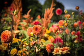 Ogród na kwiat cięty