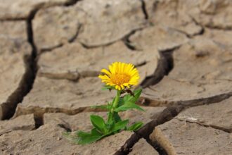 Ogród bez podlewania – jak urządzić sucholubny ogród