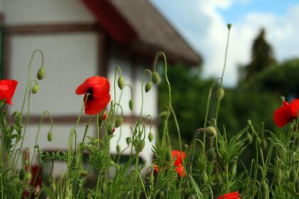 Samosiejki w ogrodzie – co to są i jakie rośliny najczęściej rozsiewają się same?