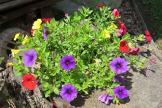Petunia ogrodowa