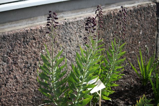 Szachownica perska – uprawa, pielęgnacja i zastosowanie Szachownica perska