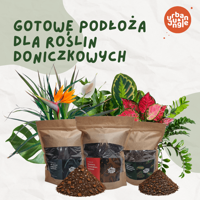 Urban Jungle – kwadrat