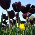 Gothic garden - czarny ogród