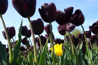 Gothic garden - czarny ogród