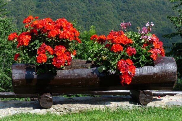 Pelargonia