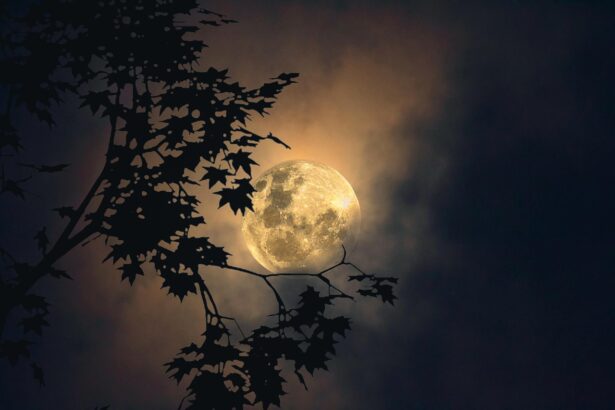 Ogród księżycowy - ogród nocny