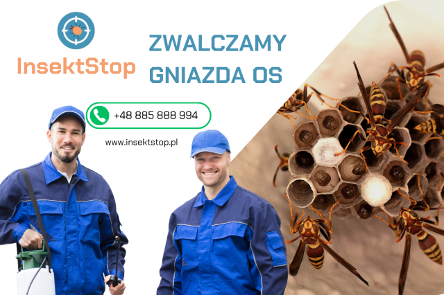 Osy i szerszenie w ogrodzie – zagrożenia, których nie warto lekceważyć