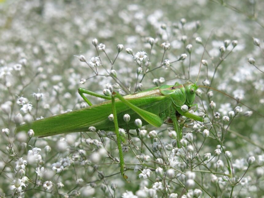 Gipsówka wiechowata