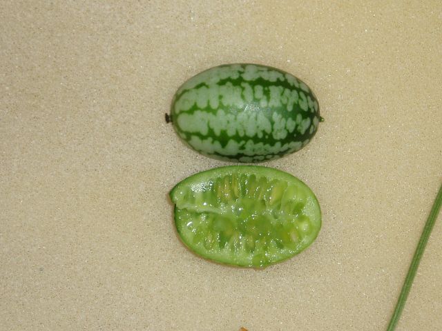 Ogórek meksykański, czyli cucamelon – uprawa, pielęgnacja, zbiór i zastosowanie Ogórek meksykański, czyli cucamelon