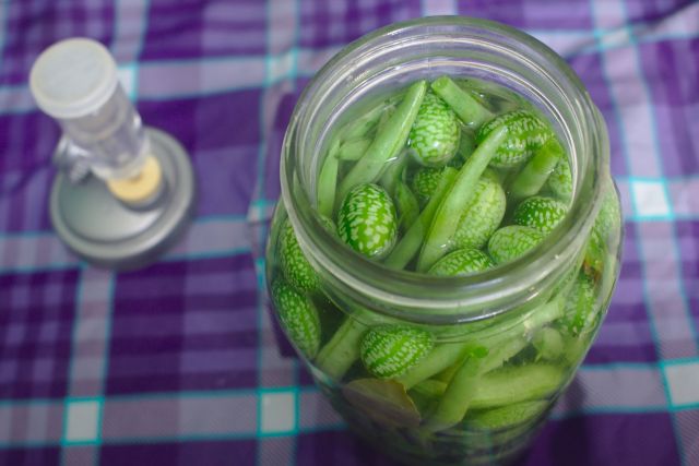 Ogórek meksykański, czyli cucamelon – uprawa, pielęgnacja, zbiór i zastosowanie Ogórek meksykański, czyli cucamelon