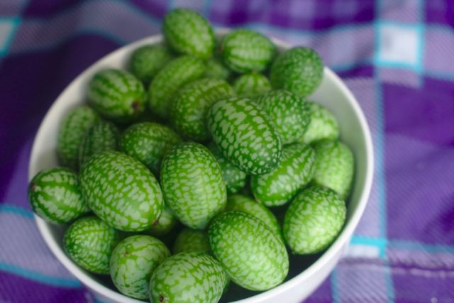 Ogórek meksykański, czyli cucamelon – uprawa, pielęgnacja, zbiór i zastosowanie Ogórek meksykański, czyli cucamelon