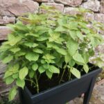 Shiso, czyli pachnotka zwyczajna