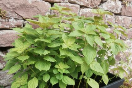 Shiso, czyli pachnotka zwyczajna