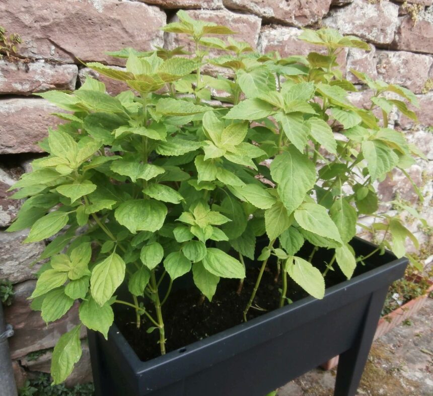 Shiso, czyli pachnotka zwyczajna