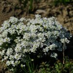 Smagliczka nadmorska – uprawa, pielęgnacja i zastosowanie