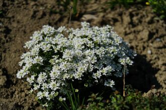 Smagliczka nadmorska – uprawa, pielęgnacja i zastosowanie