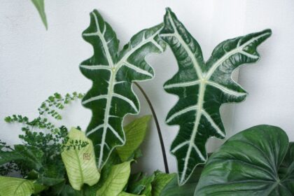 Alokazja 'nobilis' Obsidian Soul - Own work, CC0, commons.wikimedia.org
