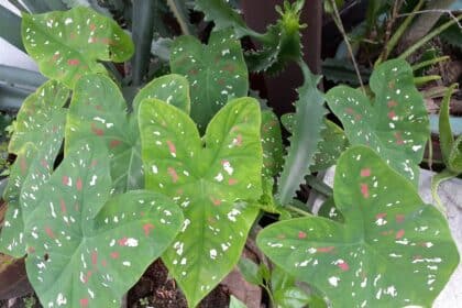 Kaladium dwubarwne - Caladium bicolor, Waorkfronges Joe, CC BY-SA 4.0, commons.wikimedia.org