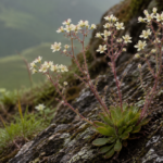 Roślina mięsożerna - Saxifraga candelabrum