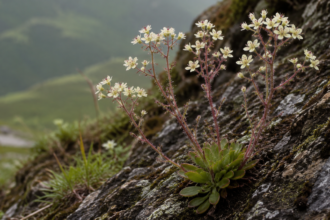 Roślina mięsożerna - Saxifraga candelabrum
