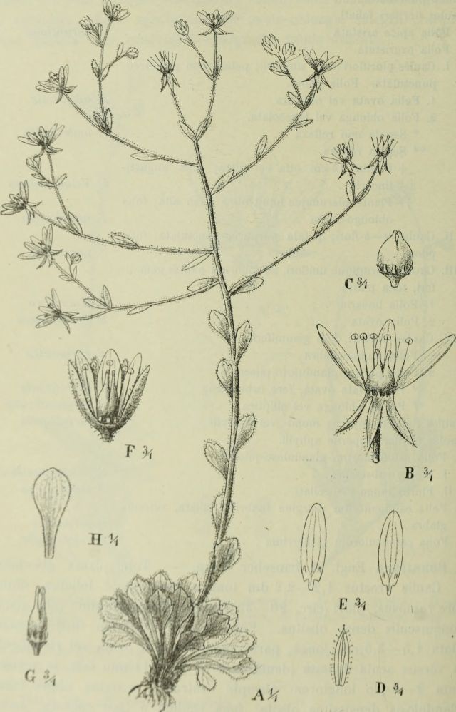 Roślina mięsożerna - Saxifraga candelabrum