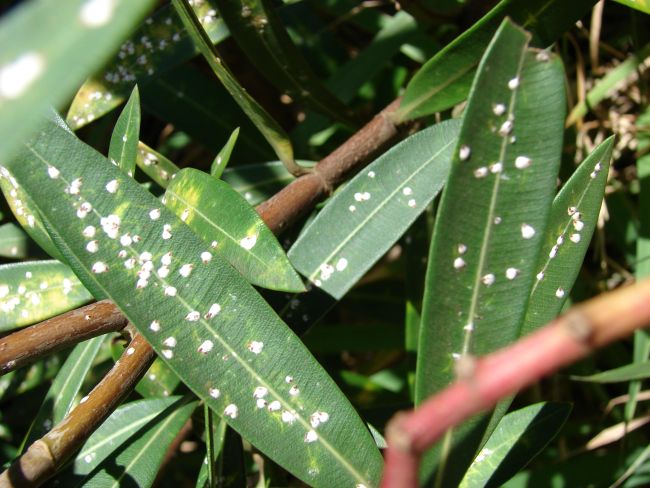Choroby oleandra - autor Forest & Kim Starr, CC BY 3.0, commons.wikimedia.org