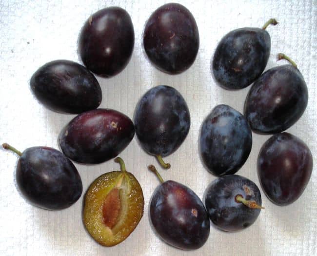 Jak wyhodować śliwkę z pestki - autor Genet, CC BY-SA 3.0, commons.wikimedia.org