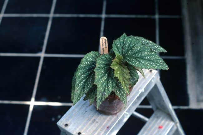 Begonia maculata, begonia plamista, begonia koralowa