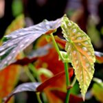 Begonia maculata, begonia plamista, begonia koralowa