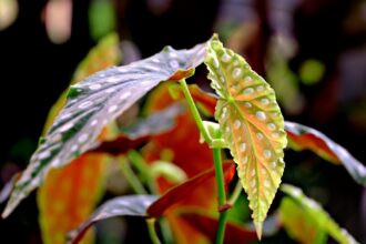 Begonia maculata, begonia plamista, begonia koralowa