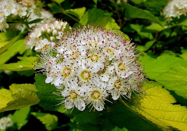 Cięcie pęcherznicy