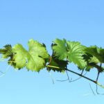 Rozmnażanie winorośli - jak zrobić sadzonki winogron?