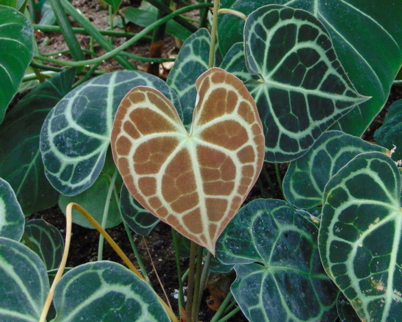 Anturium clarinervium, Nadiatalent, CC BY-SA 4.0, commons.wikimedia.org