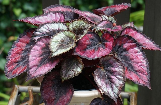 Begonia rex, pixabay.com