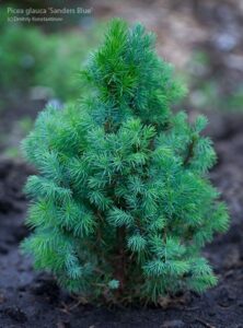 Całoroczne drzewka na balkon - Świerk biały 'Sander's Blue' - Dmitriy Konstantinov, CC BY-SA 3.0, commons.wikimedia.org