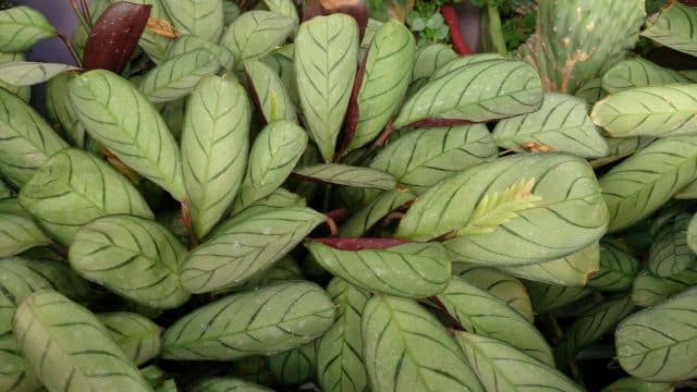 Ctenanthe 'Amagris', Mokkie, CC BY-SA 4.0, commons.wikimedia.org