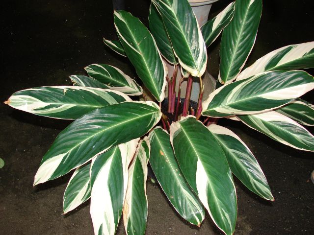 Ctenanthe, Forest & Kim Starr, CC BY 3.0 us, commons.wikimedia.org