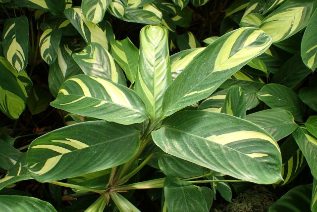 Ctenanthe, Krzysztof Ziarnek, CC BY-SA 4.0, commons.wikimedia.org