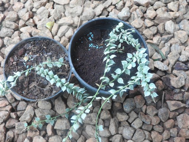 Dischidia, Yercaud-elango, CC BY 4.0, commons.wikimedia.org