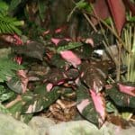 Philodendron Pink Princess, Cliff from Arlington, Virginia, USA - Arum Family, CC BY 2.0, commons.wikimedia.org