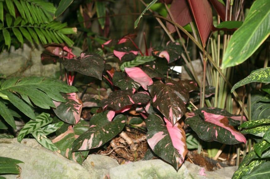 Philodendron Pink Princess, Cliff from Arlington, Virginia, USA - Arum Family, CC BY 2.0, commons.wikimedia.org