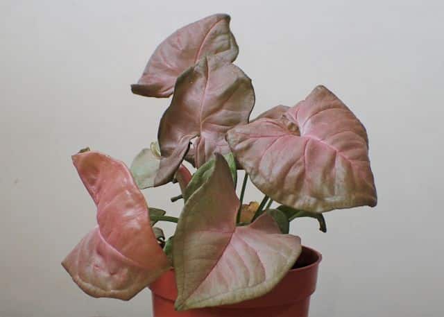 Syngonium 'Pink_Allusion', Krzysztof Ziarnek, CC BY-SA 4.0, commons.wikimedia.org