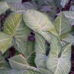 Syngonium podophyllum 'Imperial_White', Dinesh Valke from Thane, CC BY-SA 2.0, commons.wikimedia.org