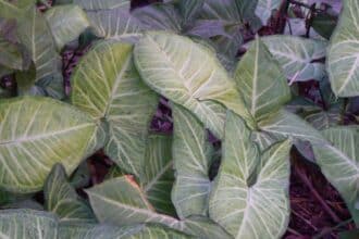 Syngonium podophyllum 'Imperial_White', Dinesh Valke from Thane, CC BY-SA 2.0, commons.wikimedia.org