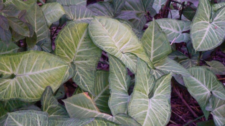 Syngonium podophyllum 'Imperial_White', Dinesh Valke from Thane, CC BY-SA 2.0, commons.wikimedia.org