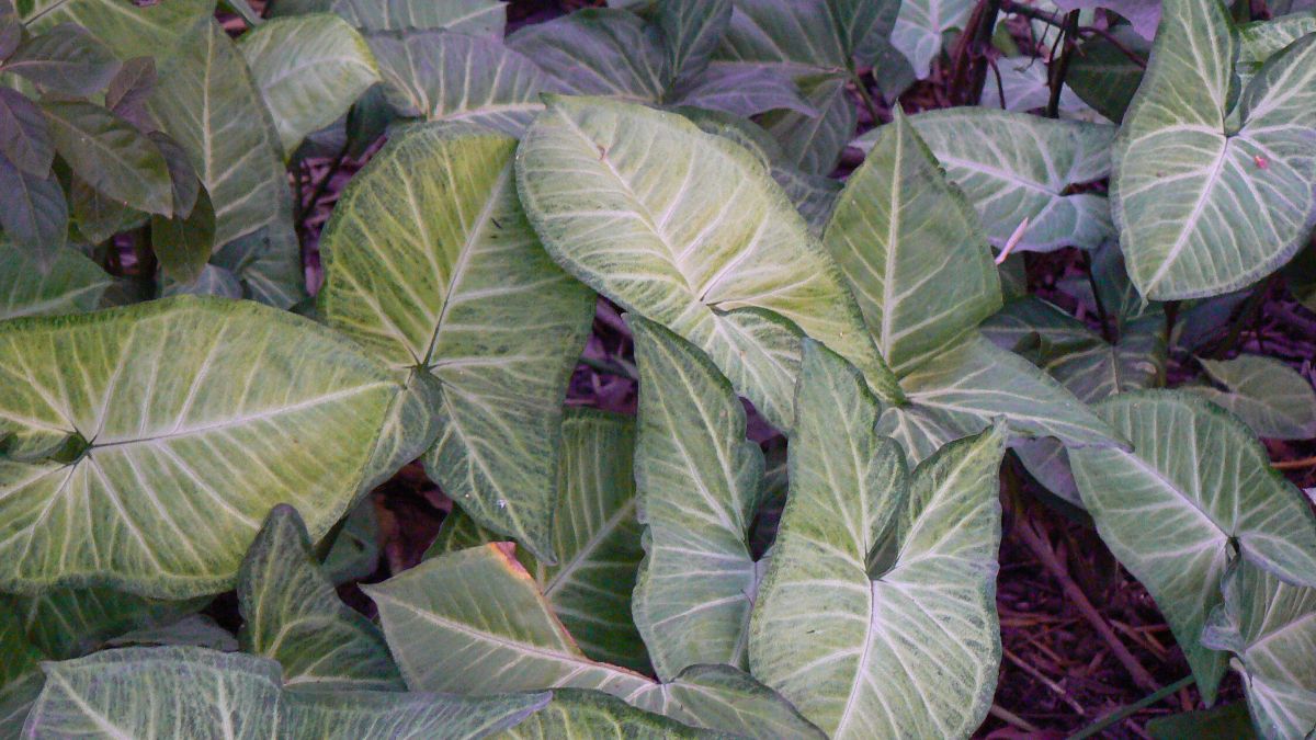 Syngonium podophyllum 'Imperial_White', Dinesh Valke from Thane, CC BY-SA 2.0, commons.wikimedia.org