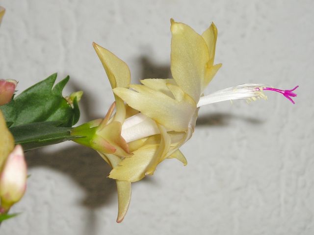 Zygokaktus 'Gold Charm', Maja Dumat, CC BY 2.0, commons.wikimedia.org