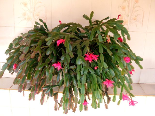 Zygokaktus ucięty - Silvestresbrasileiros - Own work, Public Domain, commons.wikimedia.org