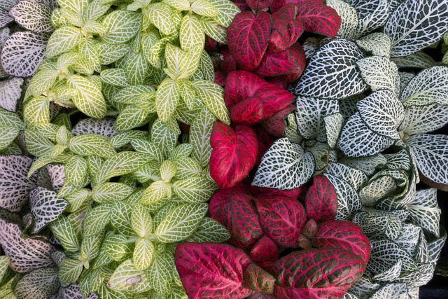 Fittonia albivenis