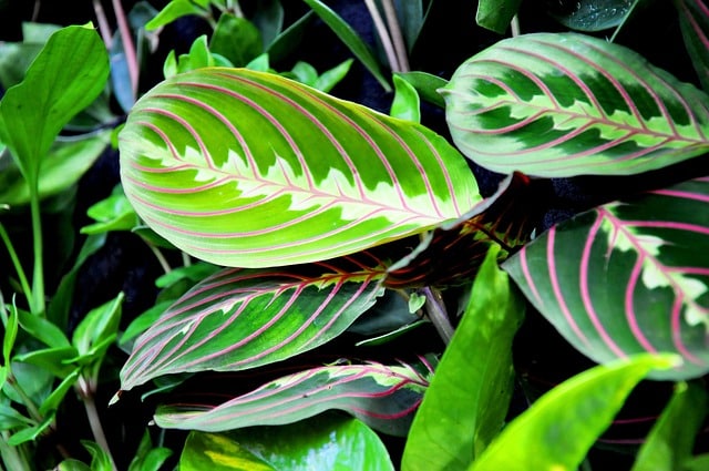 Maranta leuconeura
